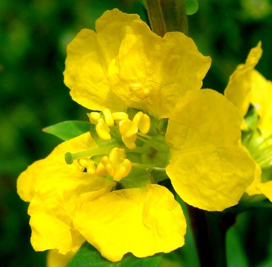 sinicuichi (Heimia salicifolia)